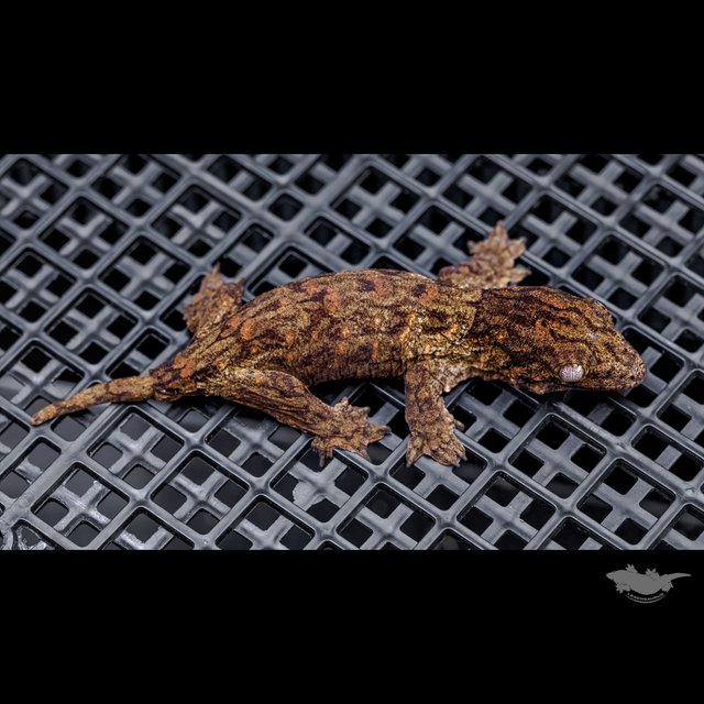 High color Canawa Het melanistic