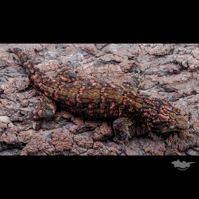 High color Het melanistic