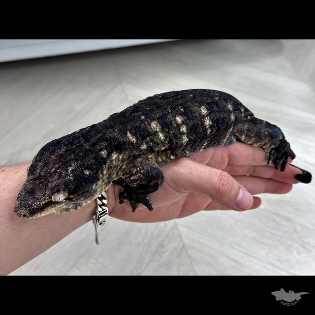 Het melanistic Leapin Leachies Troeger