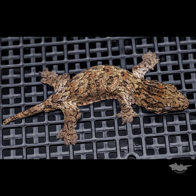 하이 컬러 브로쓰 카나와