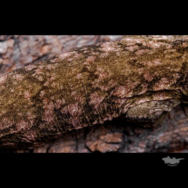 리핀리치스 다스몰 헷 멜라니스틱