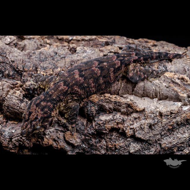 하이 컬러 멜라니스틱