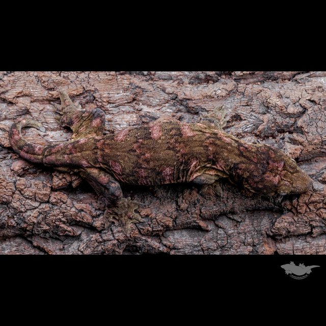 Darth maul Type A Het melanistic
