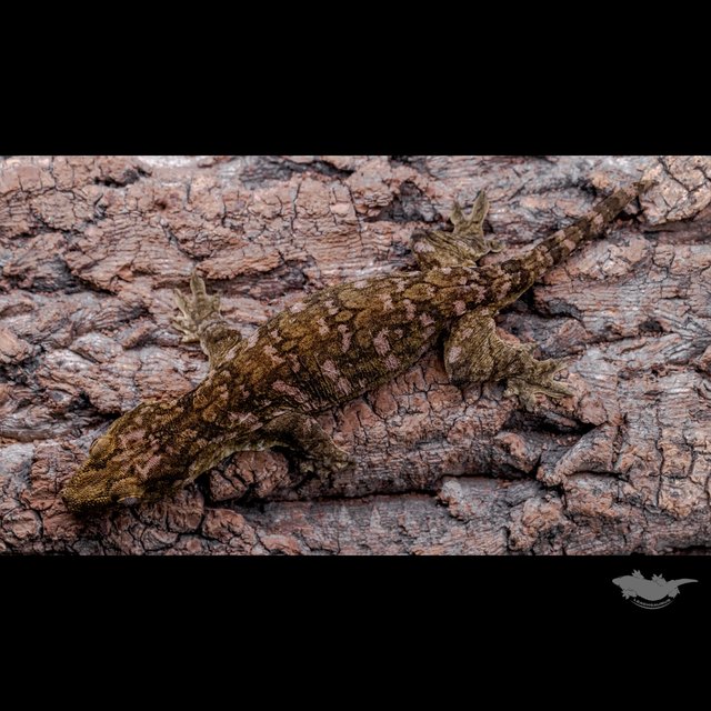 Het melanistic Darth maul
