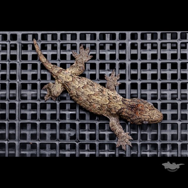 하이 컬러 브로쓰 카나와