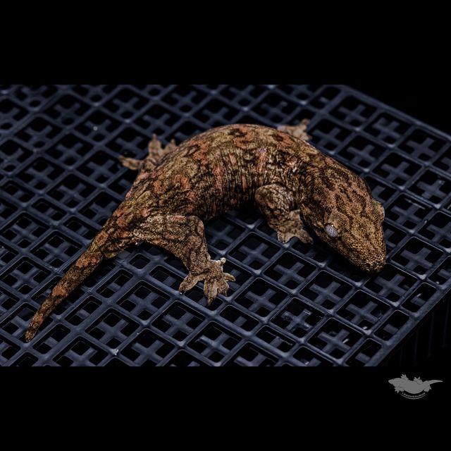 리핀리치스 다스몰 헷 멜라니스틱