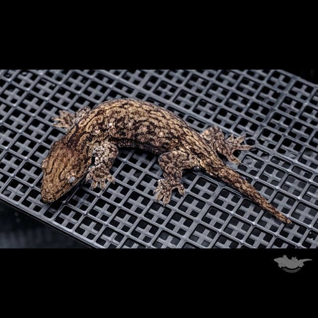 GT 코기스 트로거