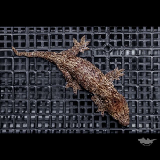 GT 다크 야테