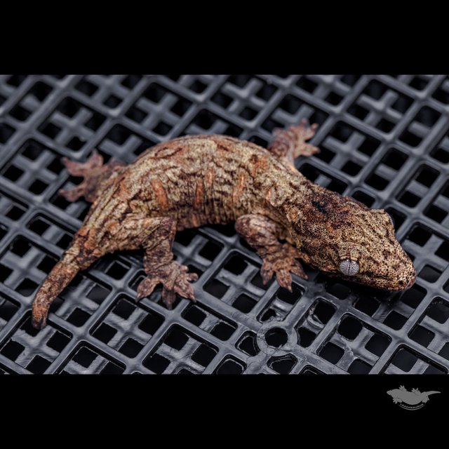 Darth maul Leapin Leachies Troeger Het melanistic Red bar