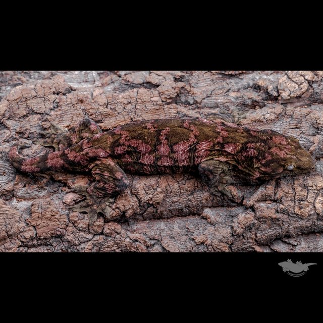 Darth maul Type A Het melanistic