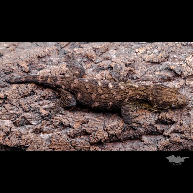 GT Het melanistic Friedel Red bar Koghis