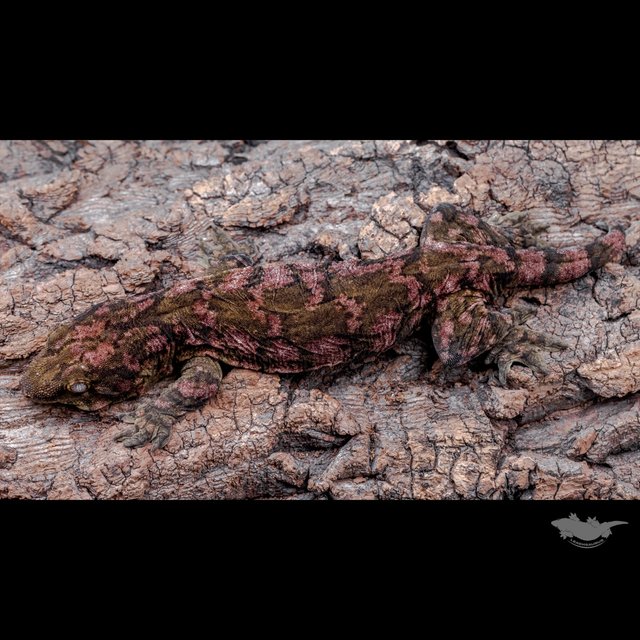 Darth maul Type A Het melanistic