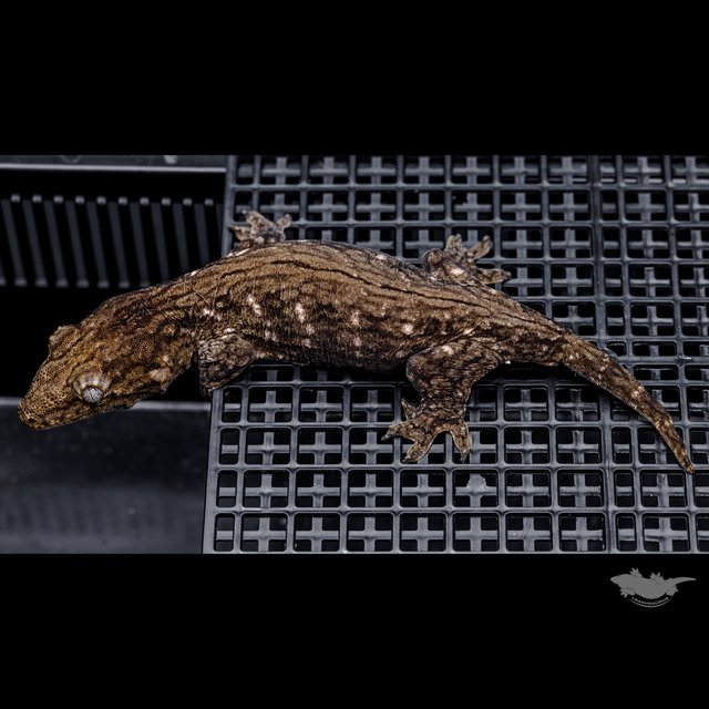 GT 코기스 트로거