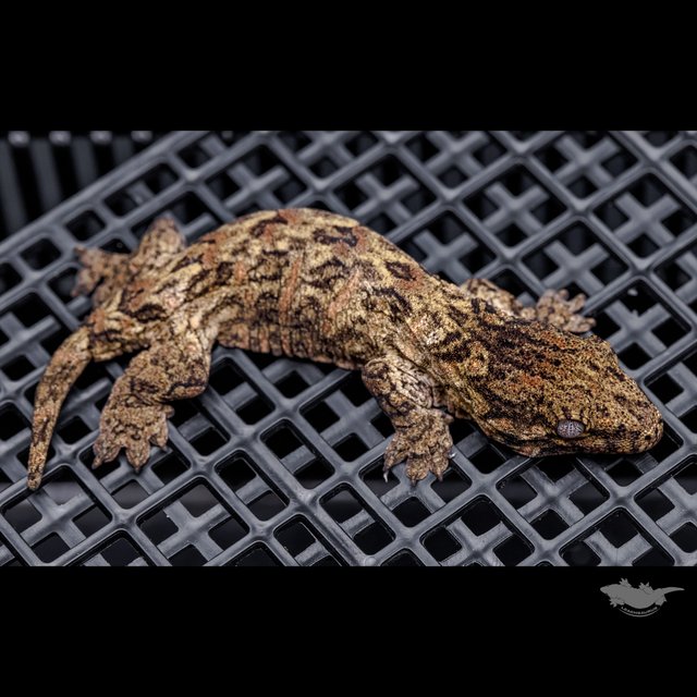 하이 컬러 브로쓰 카나와