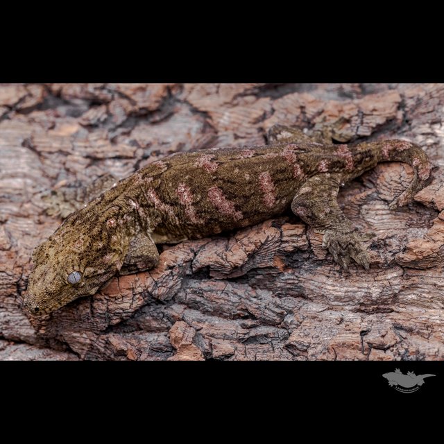 High color Canawa Brosse