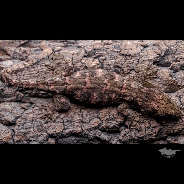 하이 컬러 브로쓰 카나와