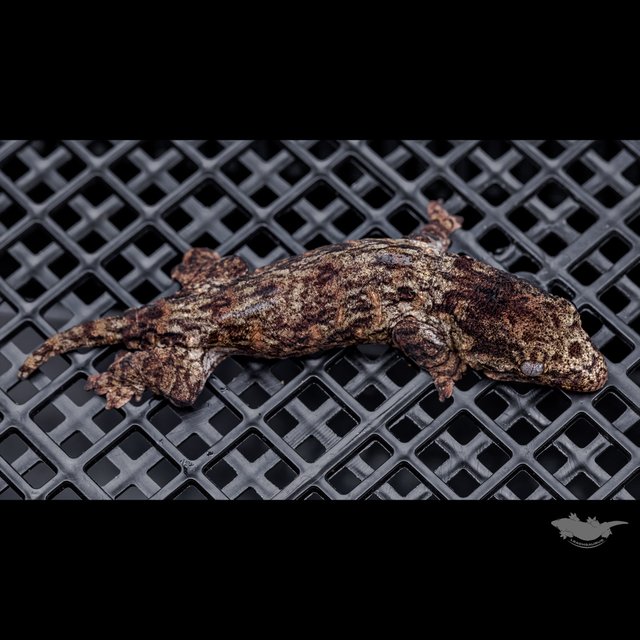 Leapin Leachies Troeger Darth maul Red bar Het melanistic