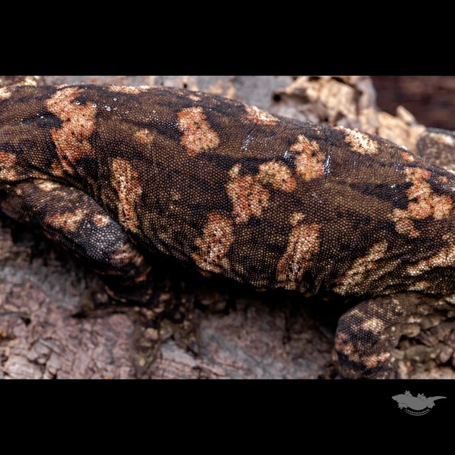 Het melanistic Darth maul Red bar