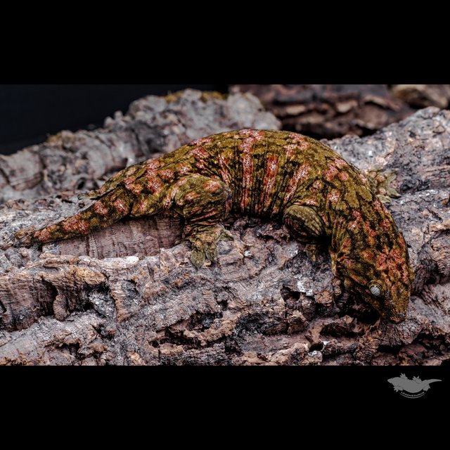 GT 하이 컬러 하키토 레드바 코기스