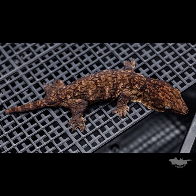 Darth maul Het melanistic