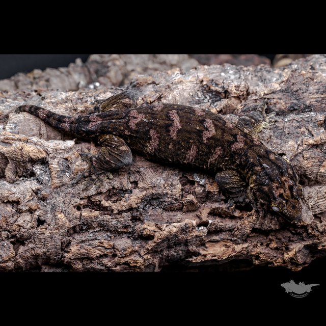 GT 코기스 멜라니스틱