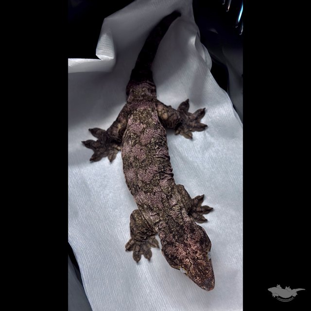 Leapin Leachies Brosse High color