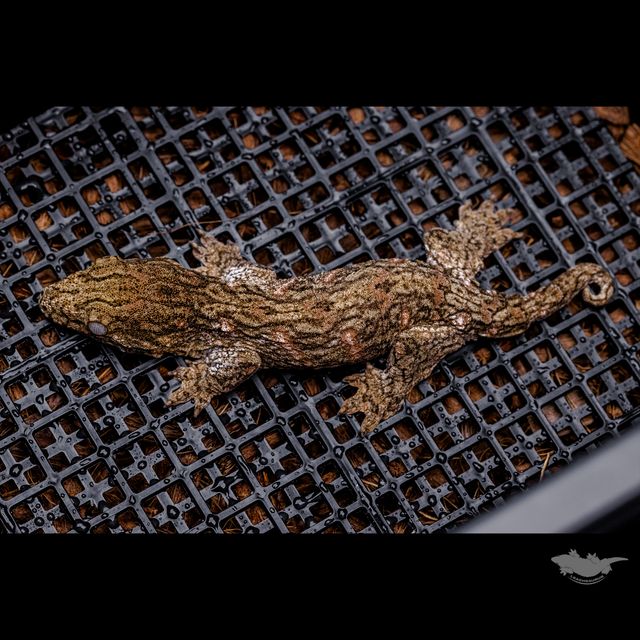 GT 다크 코기스 트로거 프리델 레드바