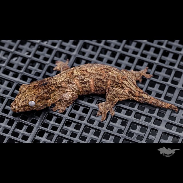 Red bar Darth maul Troeger Het melanistic Leapin Leachies