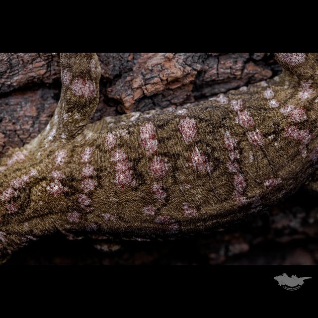 하이 컬러 누아나