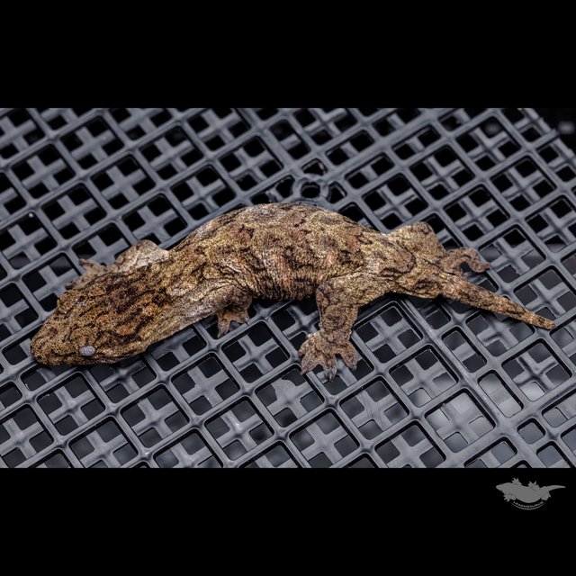 High color Brosse Canawa