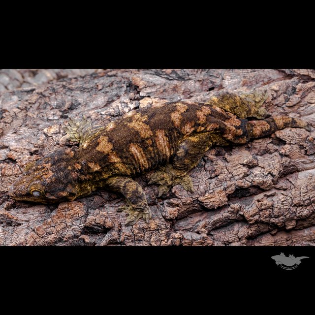 리핀리치스 하이 컬러 브로쓰