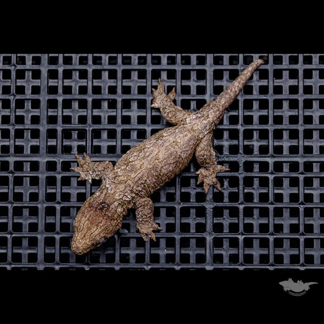 다크 GT 코기스 트로거 프리델