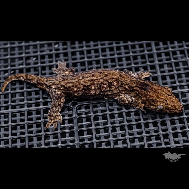 GT 코기스 트로거