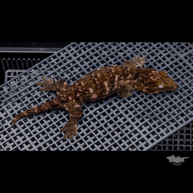 Het melanistic Darth maul