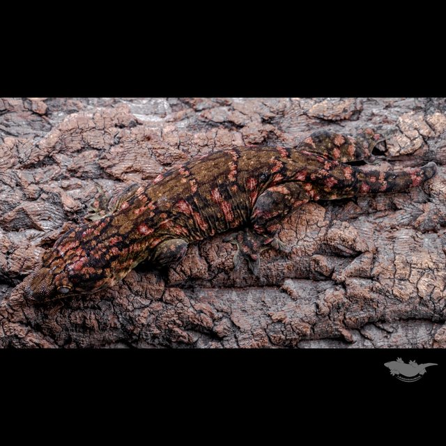 High color Het melanistic