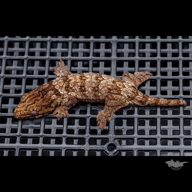 다스몰 헷 멜라니스틱