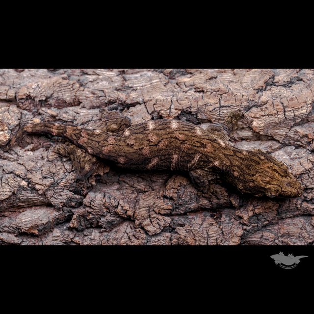 GT 코기스 프리델 헷 멜라니스틱 레드바