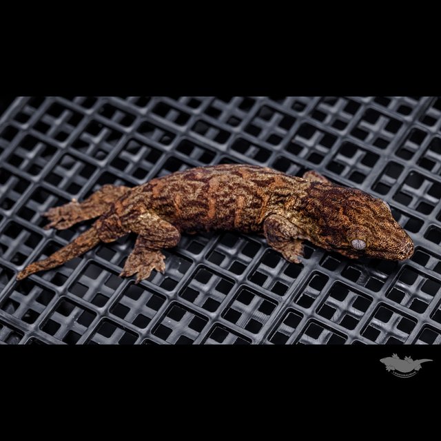 다스몰 헷 멜라니스틱