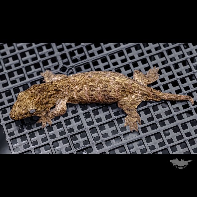 하이 컬러 누아나