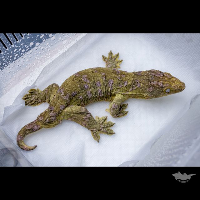 브로쓰