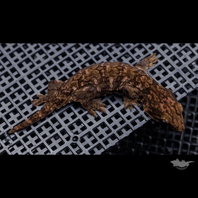Darth maul Het melanistic