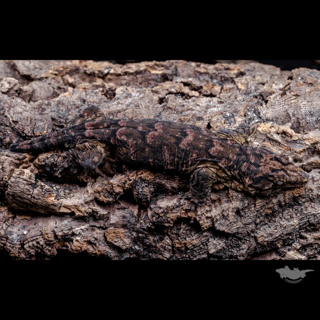 하이 컬러 멜라니스틱