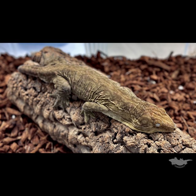 Darth maul Het melanistic