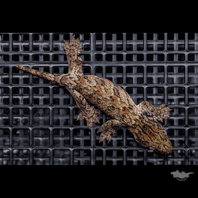 하이 컬러 브로쓰 카나와