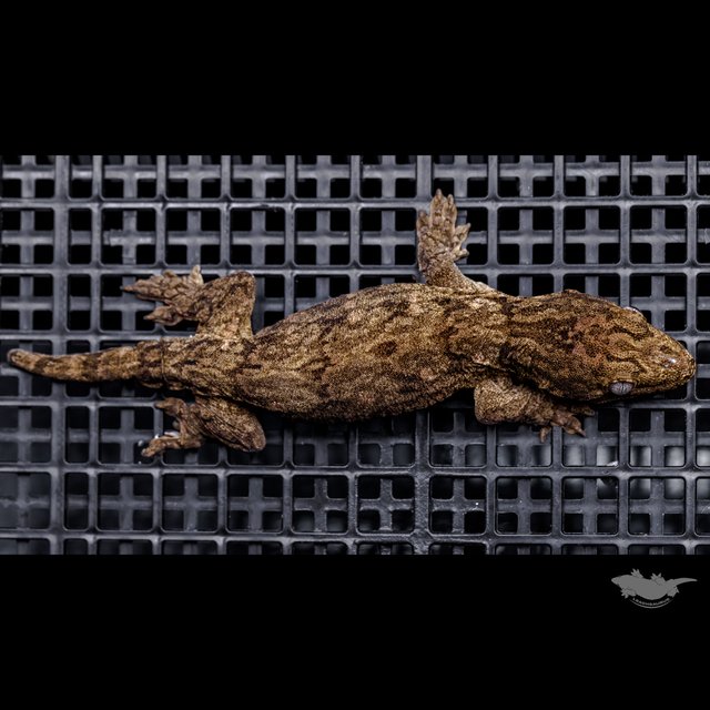 다스몰 헷 멜라니스틱