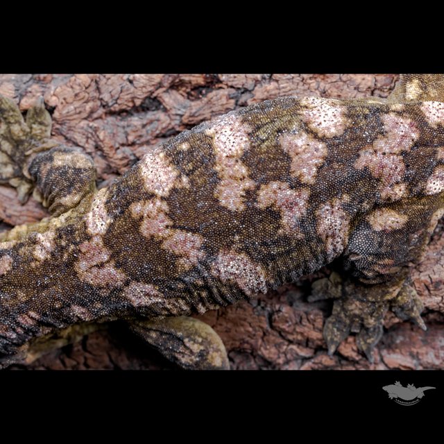 Het melanistic Koghis Friedel GT