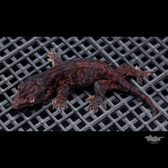 Darth maul GT Koghis Type A