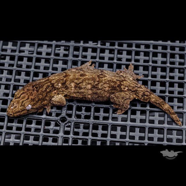 다스몰 헷 멜라니스틱