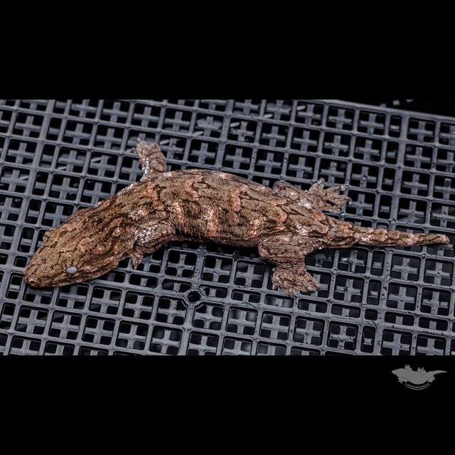 하이 컬러 브로쓰 카나와