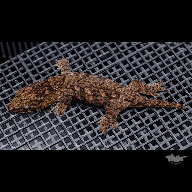 Canawa High color Brosse